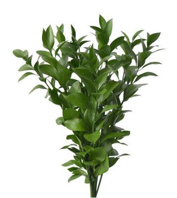 Israeli Ruscus