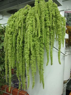 Green Hanging Amaranthus ( 5 Stems Per Bunch )