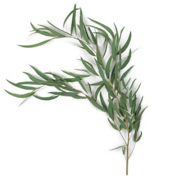 Fresh Cut Olive Greenery ( 5 Stem Bunches )