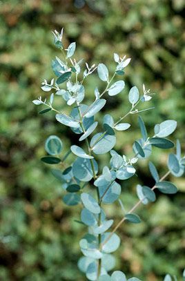 Gunnii Eucalyptus Greens ( 5 Stem Bunches )
