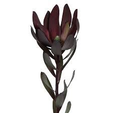 Safari Sunset Leucadendron ( 10 Stem Bunches )
