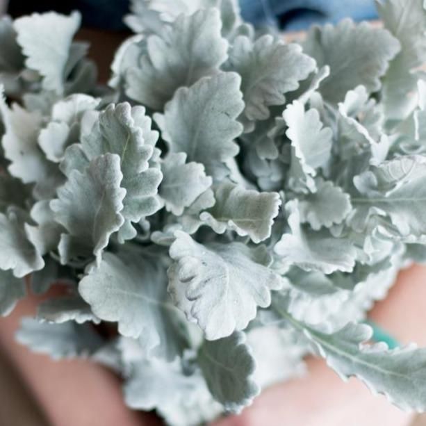 Dusty Miller Greens ( 8-10 Stem Bunches )