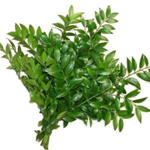 Nagi Greenery ( 8-10 Stem bunches )