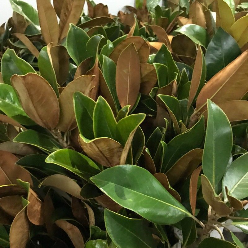 Magnolia Greenery ( 5 Stem bunches )