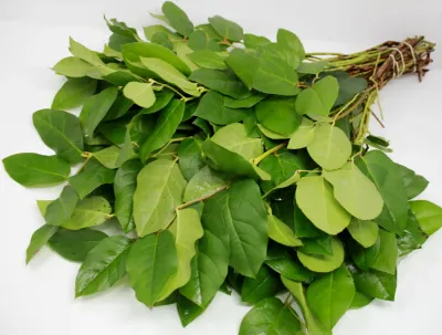 Salal Lemon Leaf Greenery ( 8 - 15 stem Bunches )