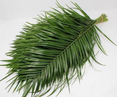 Robellini Phoenix Green Palms ( 8-10 Stem per Bunch )