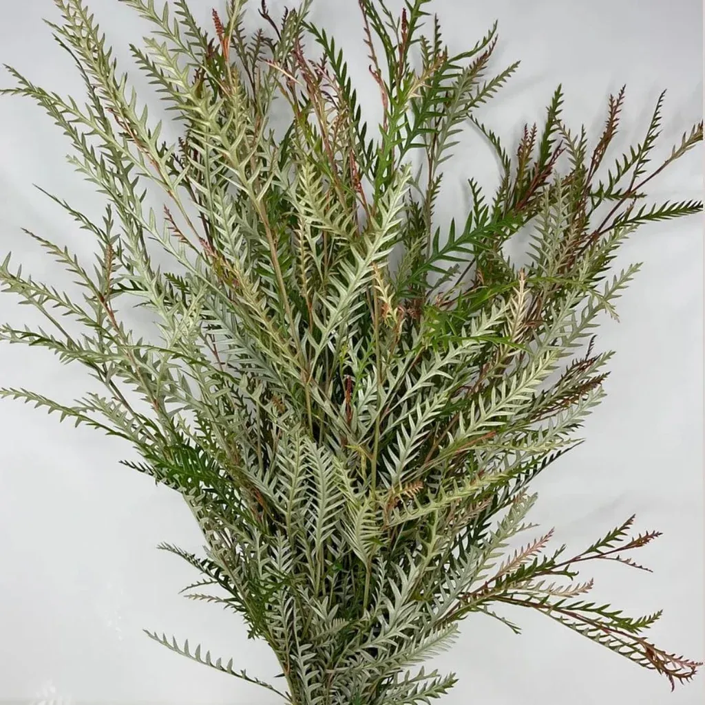 Fresh Grevillea Greens ( 10 Stem Bunches )
