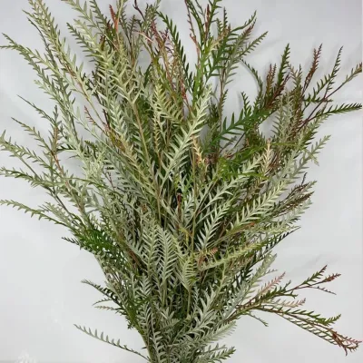 Fresh Grevillea Greens ( 10 Stem Bunches )