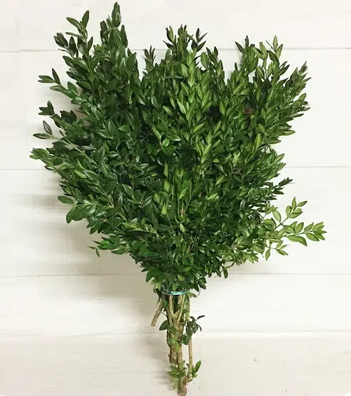 Boxwood Greenery