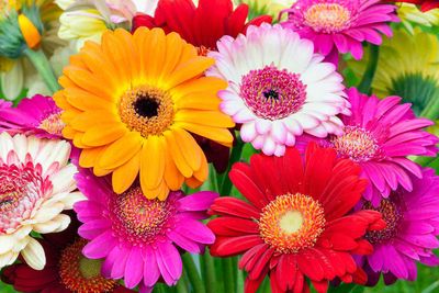 Gerbera Daisy Flower