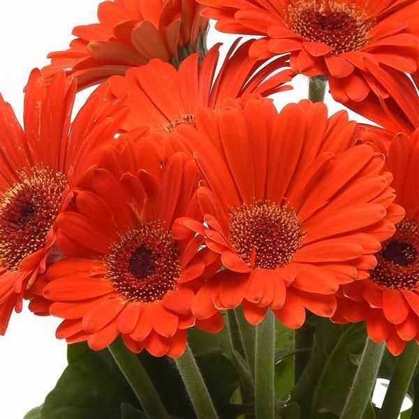 Orange Gerbera Daisy Flower