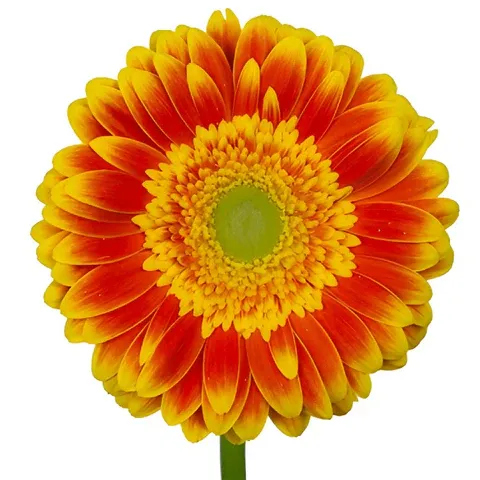 Orange and Yellow Bicolor Gerbera Daisies