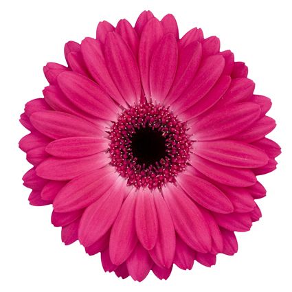 Hot Pink Gerbera Daisy Flower