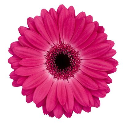Hot Pink Gerbera Daisy Flower