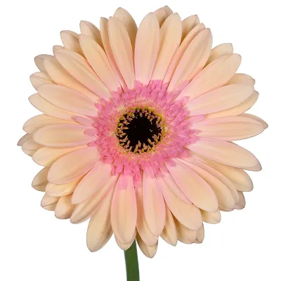 Apricot Salmon Gerbera Daisy Flower