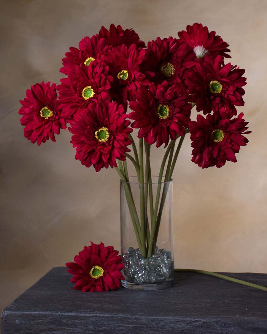 Burgundy Gerbera Daisies