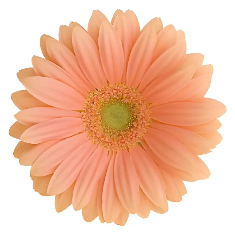 Coral Gerbera Daisy Flower