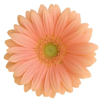 Coral Gerbera Daisy Flower
