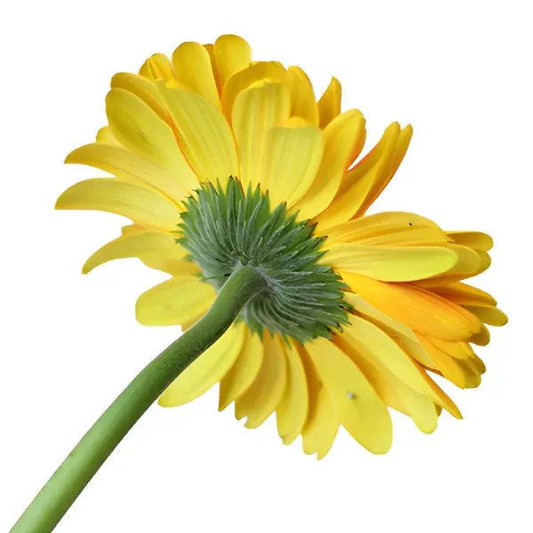 Biscuit Yellow Mini Gerbera Daisies