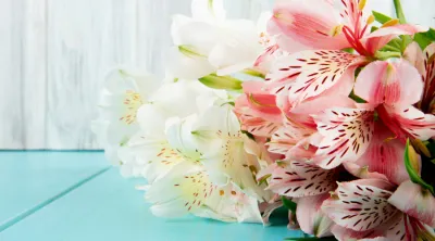 Alstroemeria