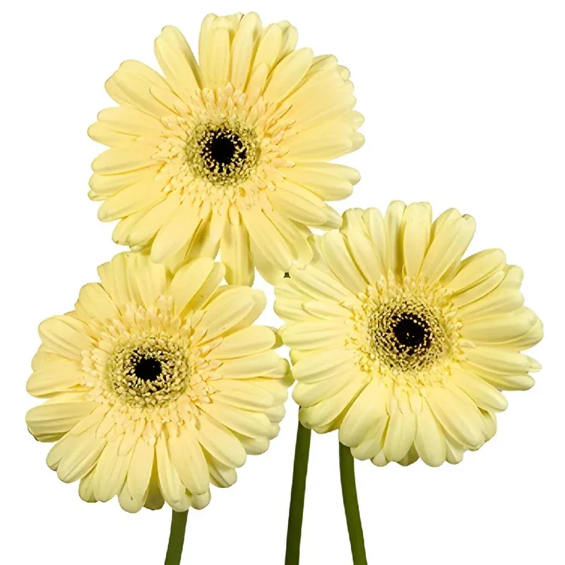 Summer Bliss Mini Gerbera Daisy