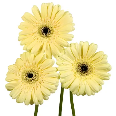 Summer Bliss Mini Gerbera Daisy