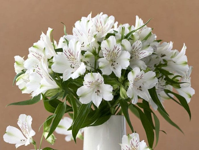 White Alstroemerias ( 10 Stem Bunches )