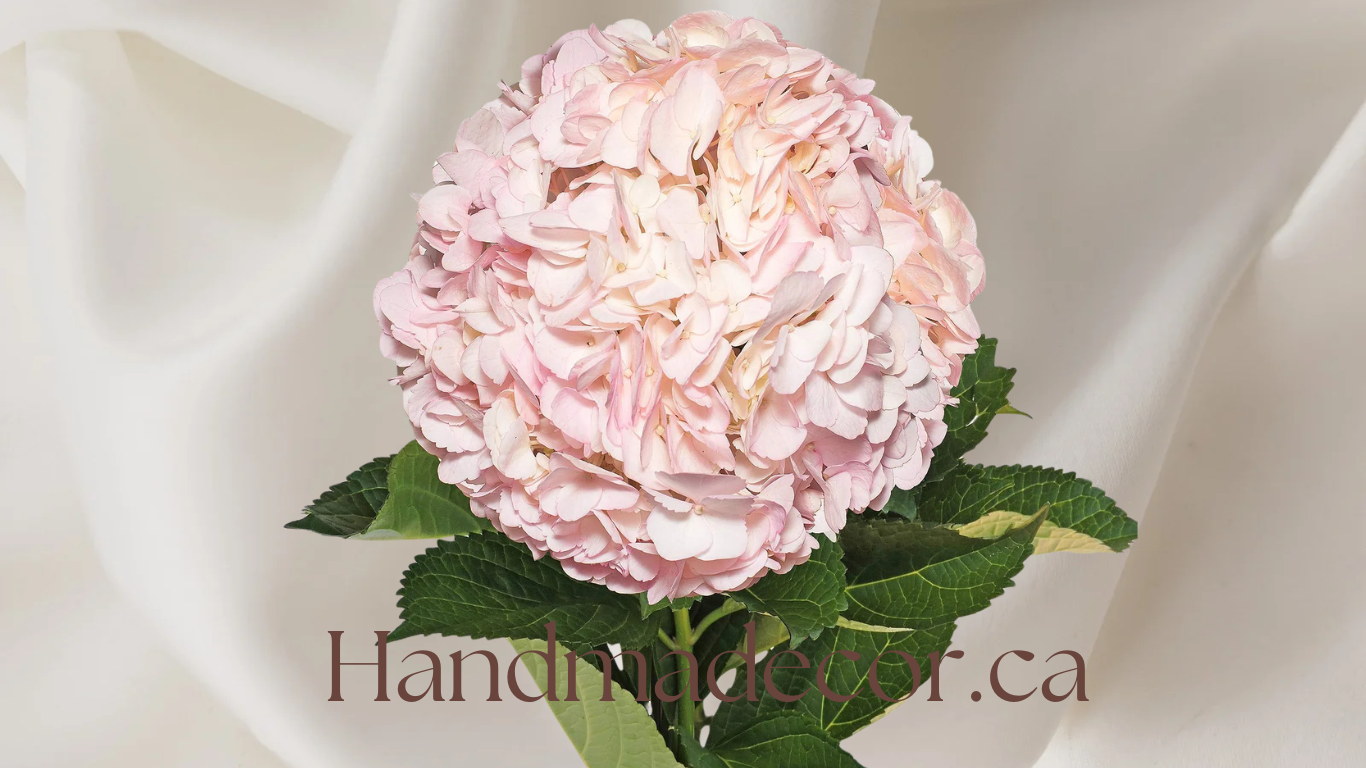 Hydrangea-Natural Light Pink ( 5 stems in a bunch)