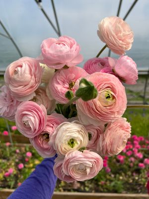 Ranunculus Flower