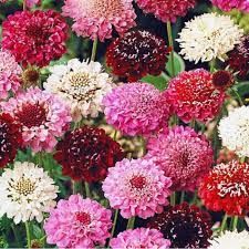 Scabiosa