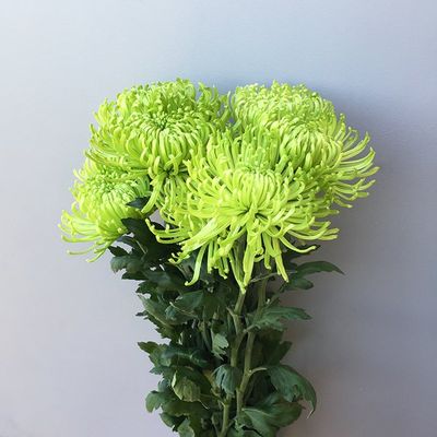 Mums &amp; Spider Mums