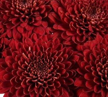 Bolero Red Cremon Flower