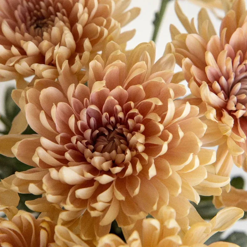 Latte Bahlia Cremon Flower