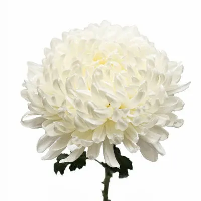 White Football Mum Flower