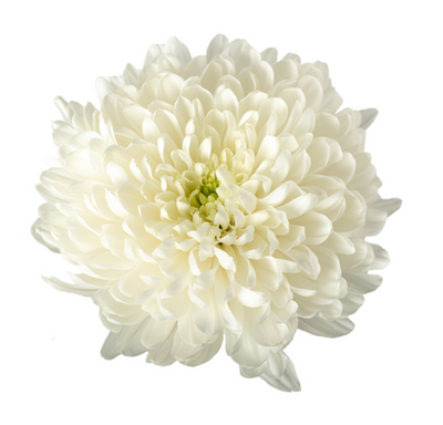 White Zembla Cremon Flower