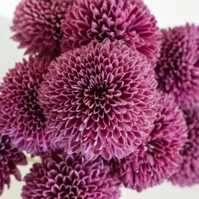 Sweet Ganache Bahlia Flower