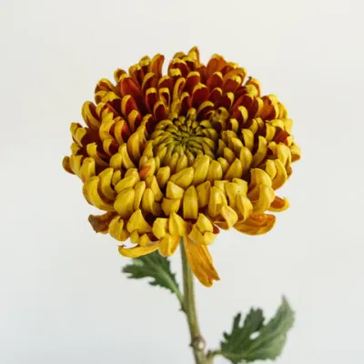 Crimson Spice Chrysanthemum Bahlia Flower