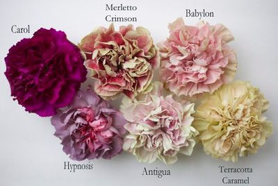 Carnations