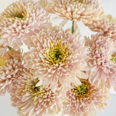 Powder Pink Bahlia Flower
