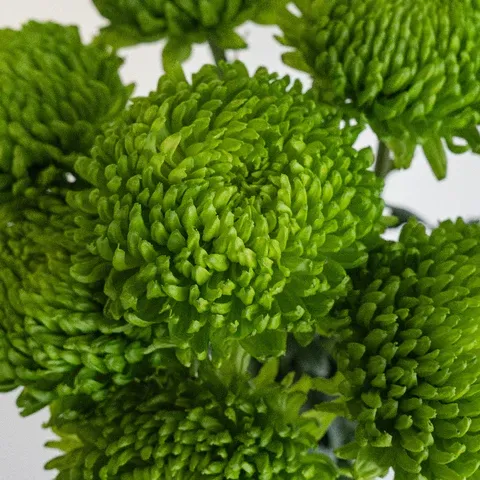 Green Goddess Bahlia Flower