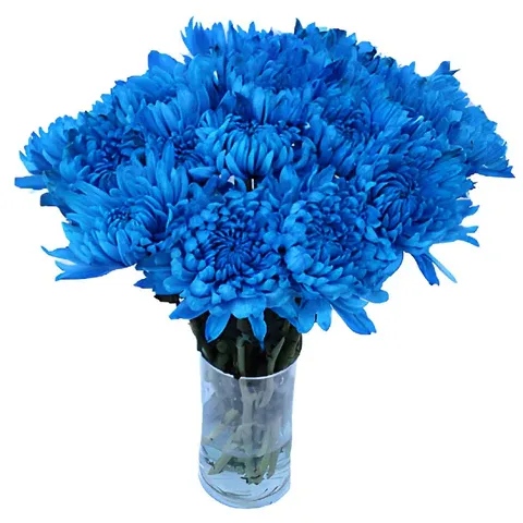 Blue Cremon Mum Flowers