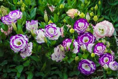 Lisianthus Flower