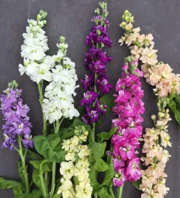 Stock Flowers
