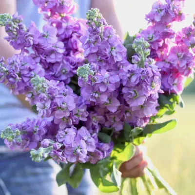 Lavender Stock Flower