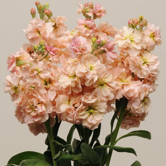 Peach Stock Flower