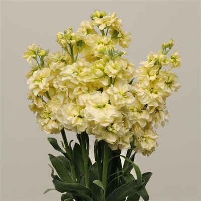 Yellow Stock Flower
