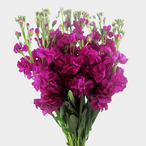 Pink Stock Flower