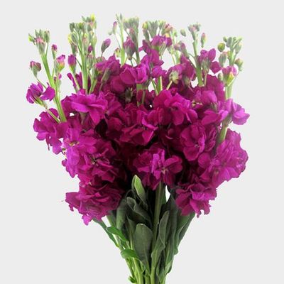 Pink Stock Flower