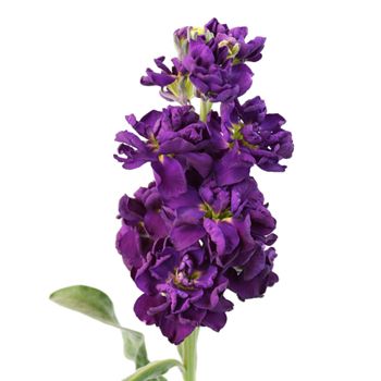 Purple Stock Flower