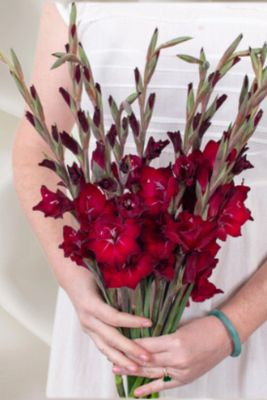 Gladiolus Flower